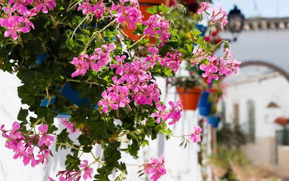 Estepona 17